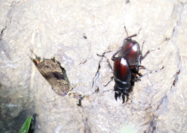 ノコギリクワガタのペア（雄は小歯型）_No.1のクヌギ_クワガタ達のオアシス_2023年8月21日19時35分 気温28.3度